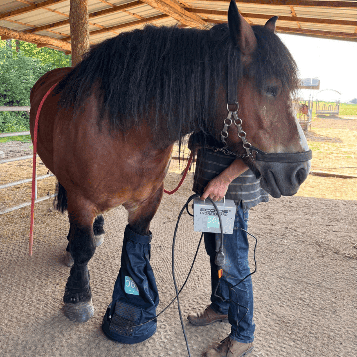 DISPOSITIF BAGGING A L'OZONE