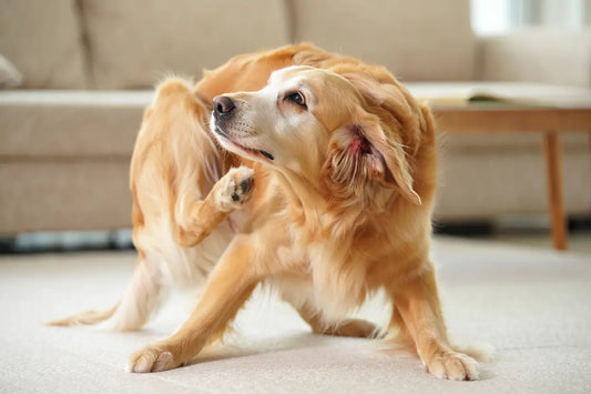 Problèmes de peau chien chat