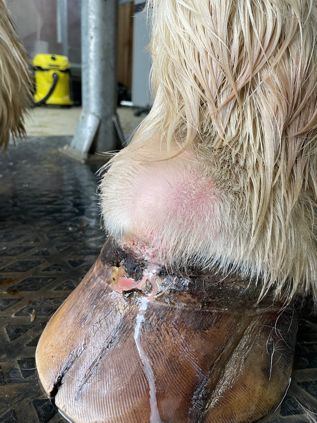 Abcès sabot cheval : comment le soigner efficacement ?