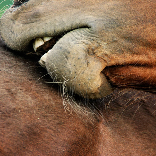 soigner une dermite estivale du cheval