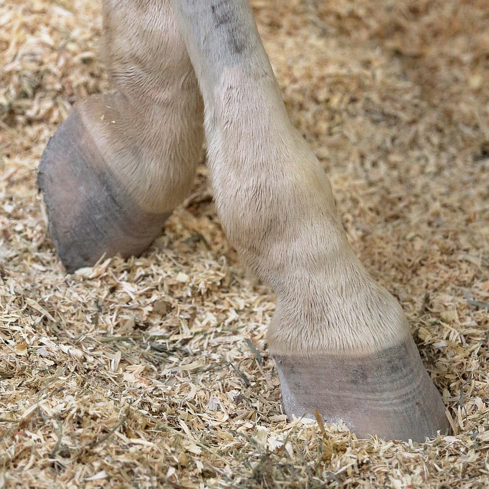 Ozone soin naturel cheval