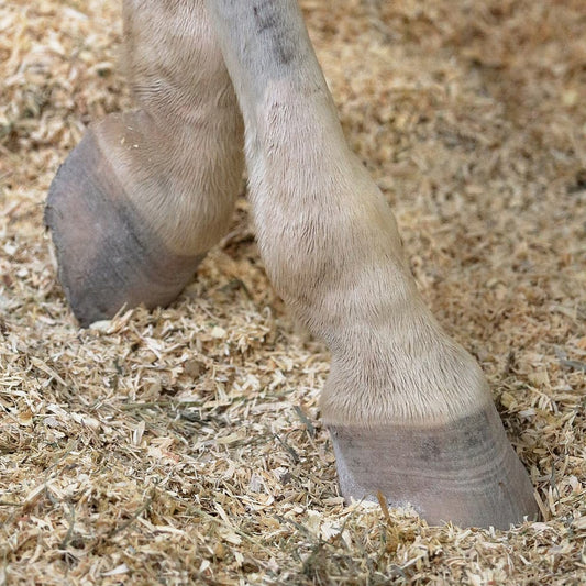 Ozone soin naturel cheval