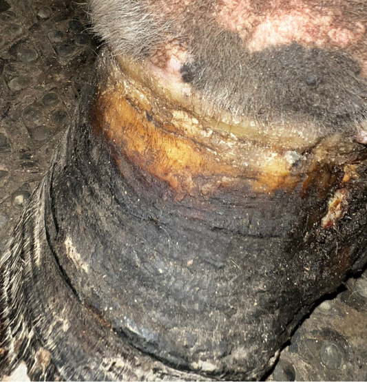 désabotage chez le cheval atteinte du périople