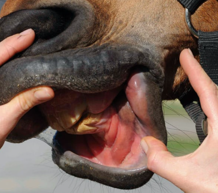 Soins naturels des affections buccales et infections de la bouche du cheval avec l'ozone