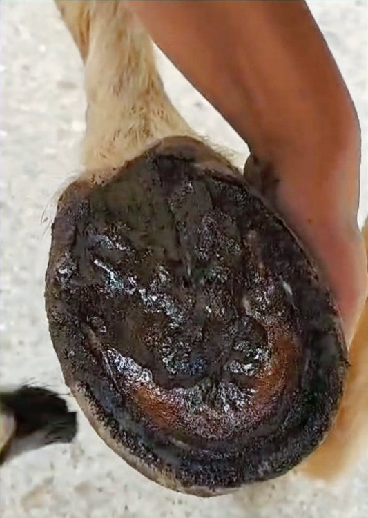 Soins contre l'humidité sabot cheval