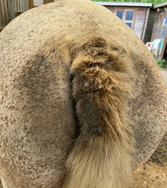 Diagnostic vétérinaire et traitement du cheval qui se gratte : dermite équine