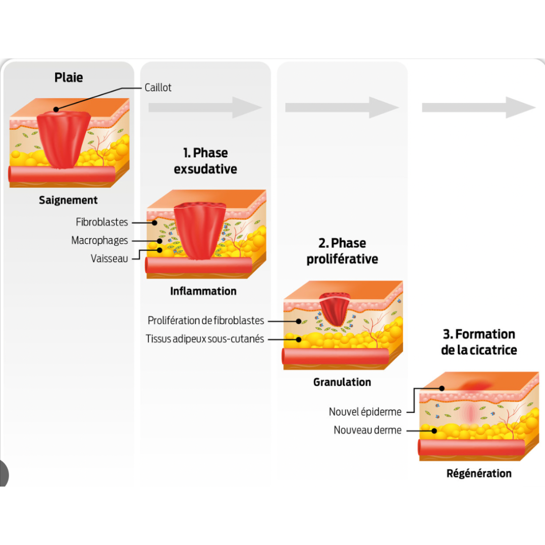 cicatrisation peau cheval