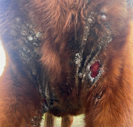 Papillomavirus bovin chez le cheval - sarcoïdes équins et crapaud du sabot