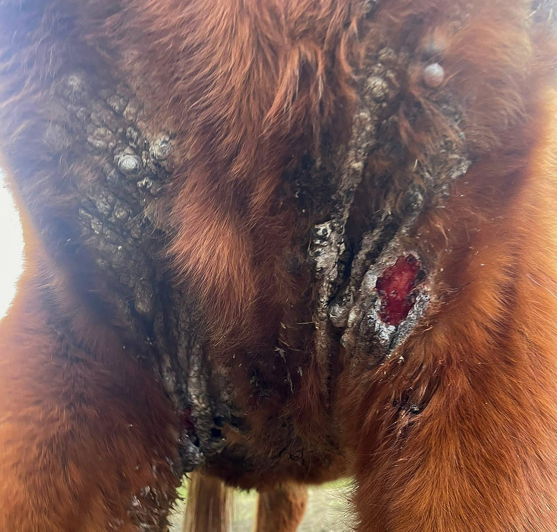 Papillomavirus bovin chez le cheval - sarcoïdes équins et crapaud du sabot