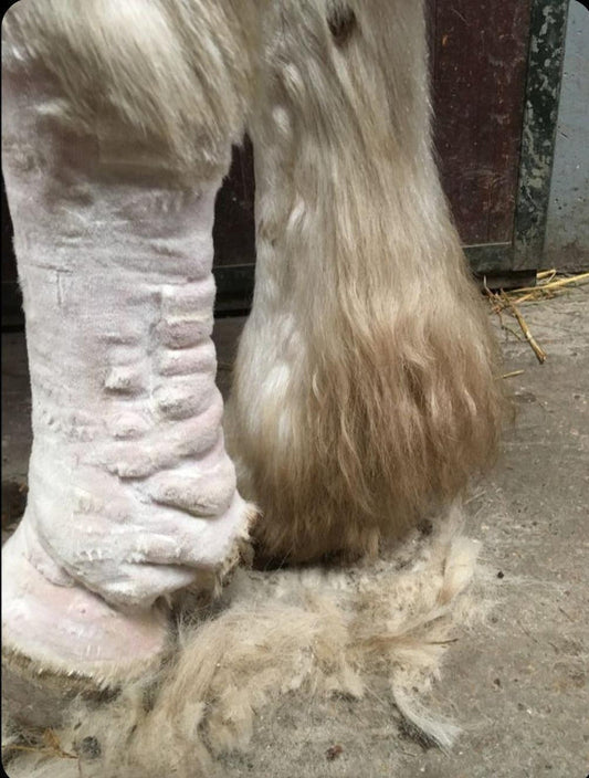 Traitement des pattes à jus chez le cheval - Bagging et ozone