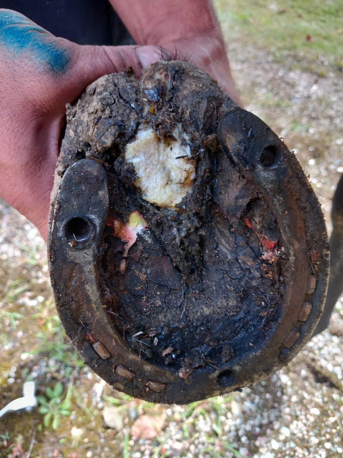 Routine de soins naturels pour un pied atteint de crapaud chez le cheval