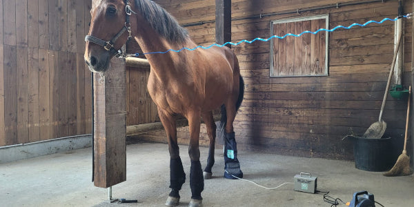 Soin à l'ozone pour le cheval
