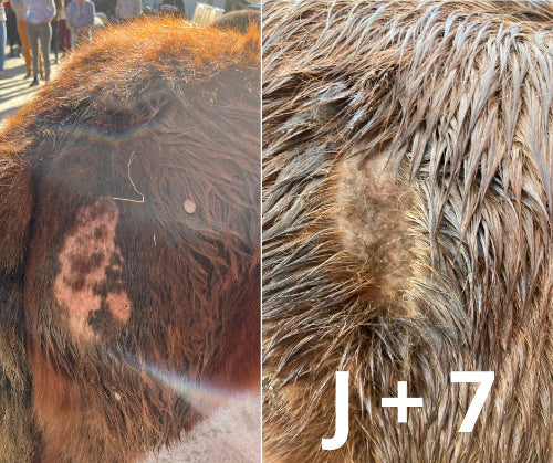 Traitement naturel des blessures et inflammations du cheval avec l'ozone thérapeutique