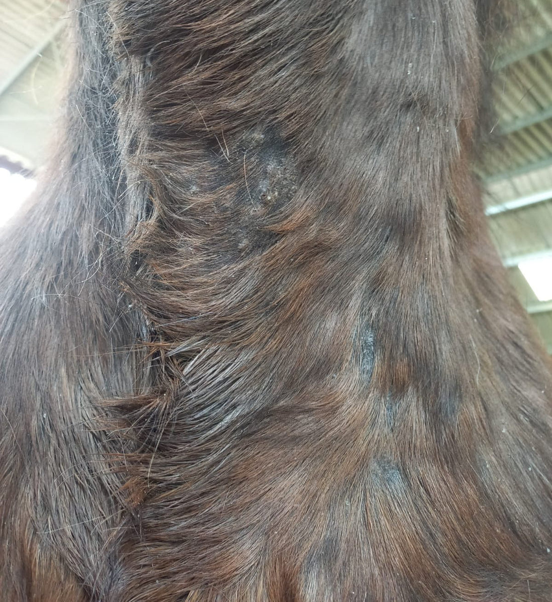 Soins naturels à l'ozone pour la peau des chevaux - FAQ