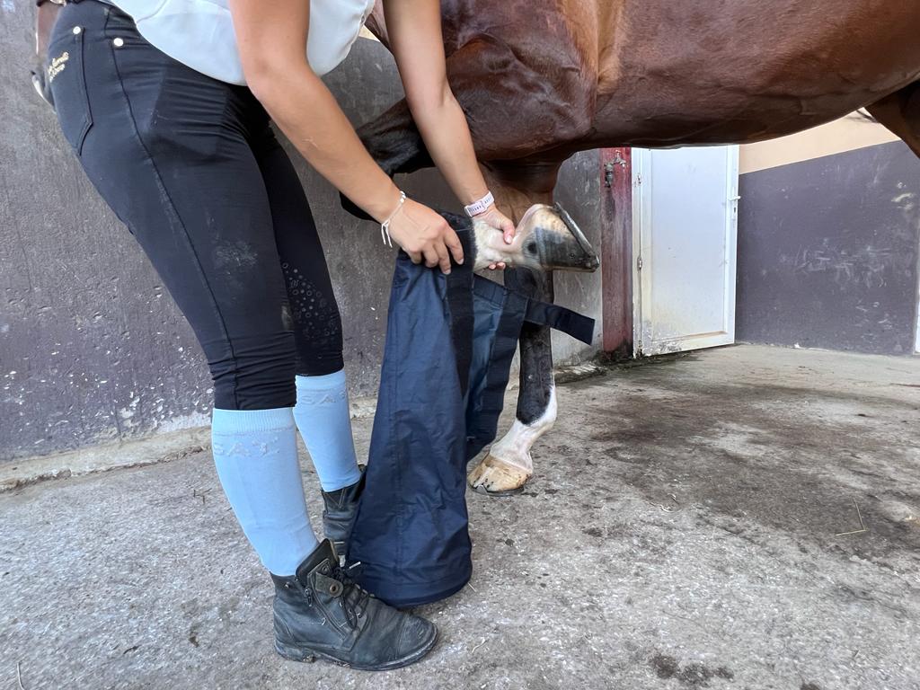 Action antibactérienne de l'ozone sur les plaies et infections du cheval