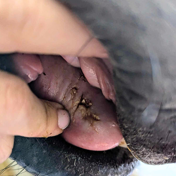 Traitement naturel des affections de la bouche du cheval avec l'ozone