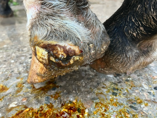Traitement naturel de l'abcès de pied chez le cheval avec l'ozone