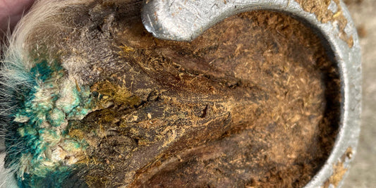Sabot de cheval atteint de la maladie du crapaud - diagnostic et traitement