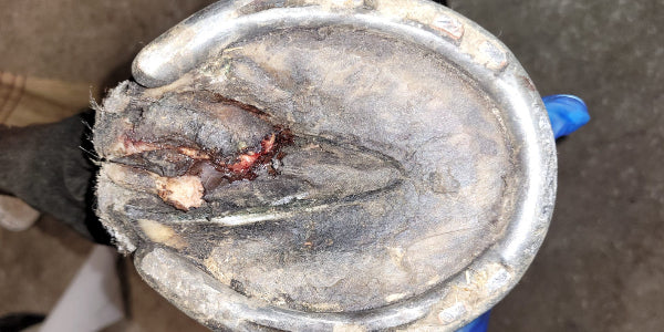 Guérison du crapaud du sabot chez le cheval grâce à l'ozonothérapie : avant et après traitement