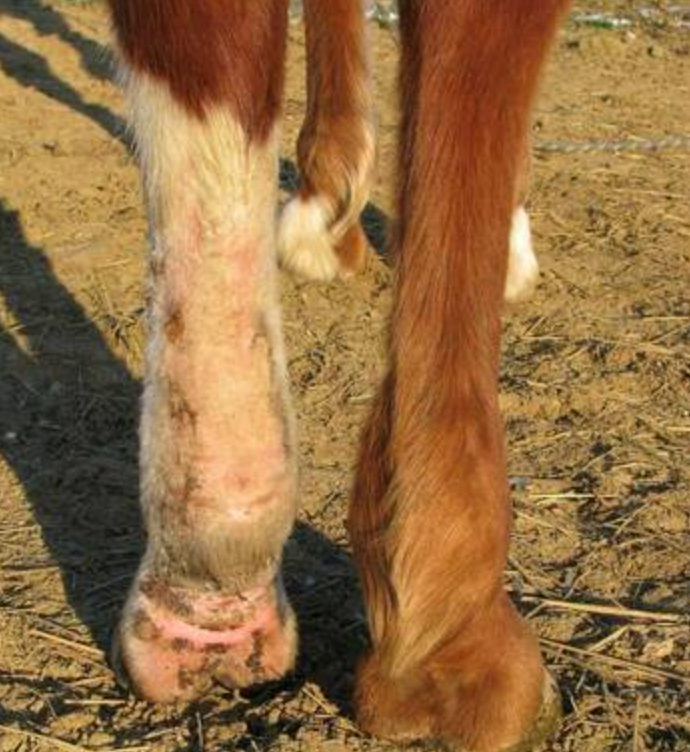 Croûtes sur les balzanes du cheval - traitement naturel à l'ozone