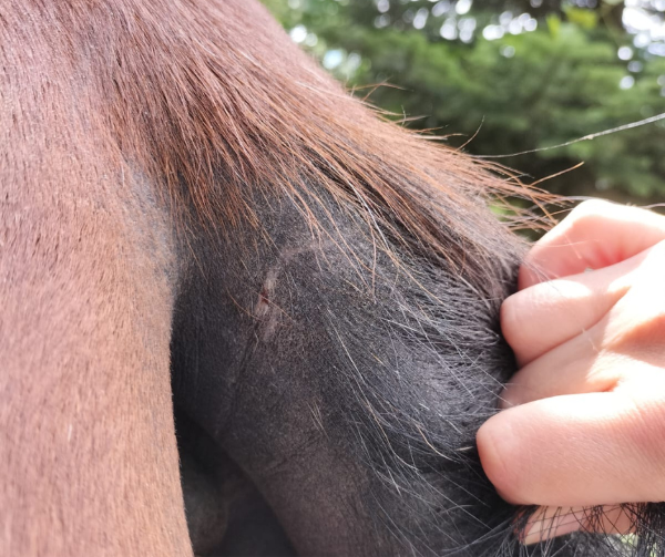 Traitement naturel de la dermite estivale du cheval avec l'ozone thérapeutique