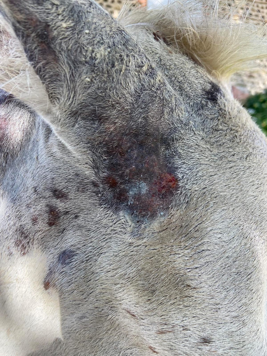irritation cutanée cheval