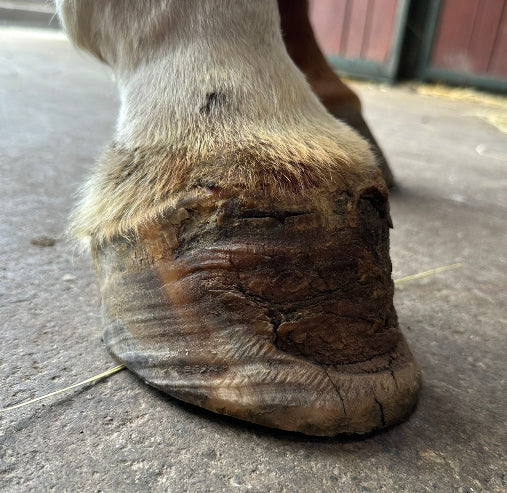 soigner le périople du pied du cheval