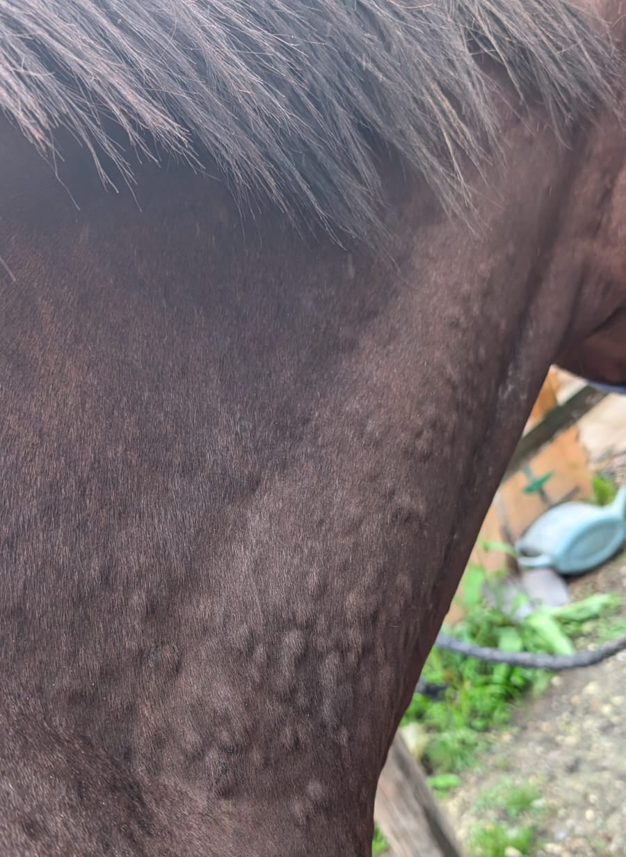 Signes de détresse cutanée chez le cheval - guide de reconnaissance