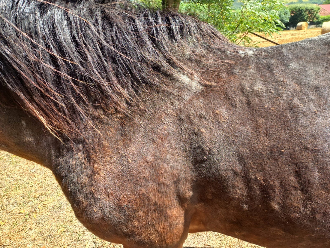 soin de la peau du cheval