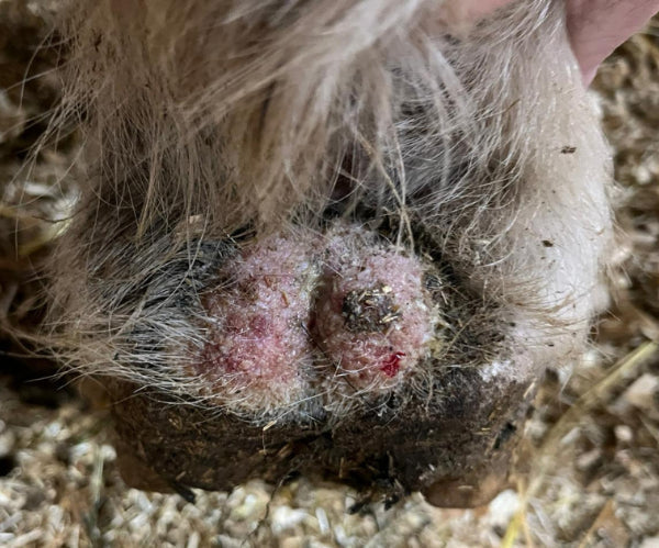 Pathologies des glômes du cheval et traitements naturels à l'ozone