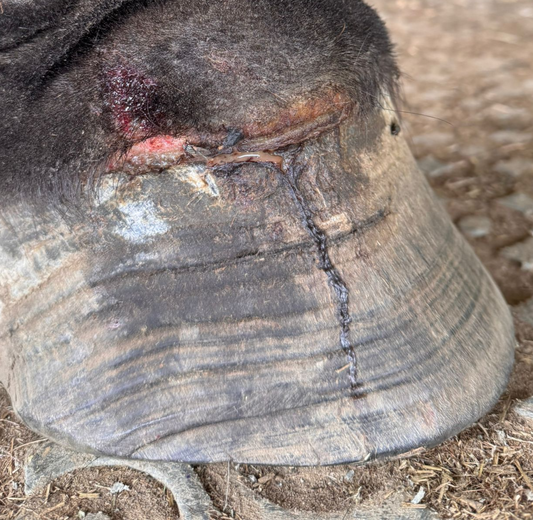 Abcès du pied du cheval : traitement naturel à l'ozone et prévention des récidives
