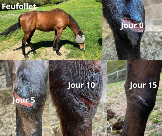 Ozonothérapie pour chevaux - mécanismes d'action et applications thérapeutiques