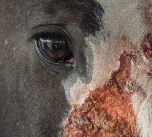 Traitement naturel de la pyodermite chez le cheval avec l'ozone