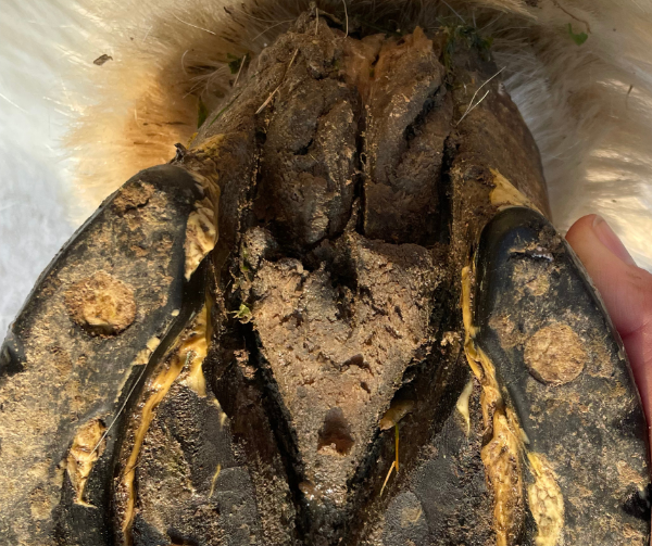 Crapaud cheval traitements