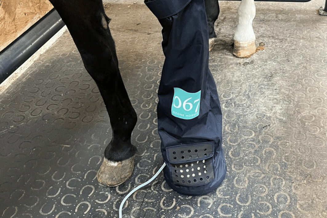 Facteurs environnementaux et prédispositions au crapaud chez le cheval