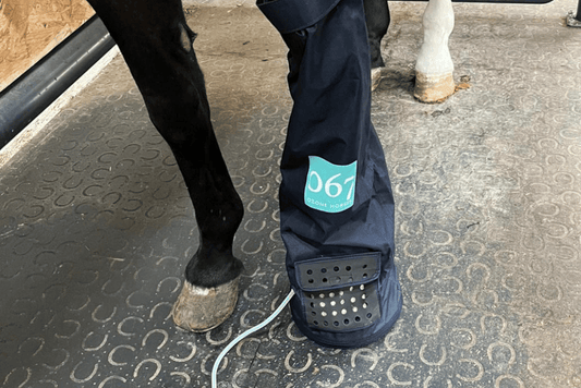 Facteurs environnementaux et prédispositions au crapaud chez le cheval