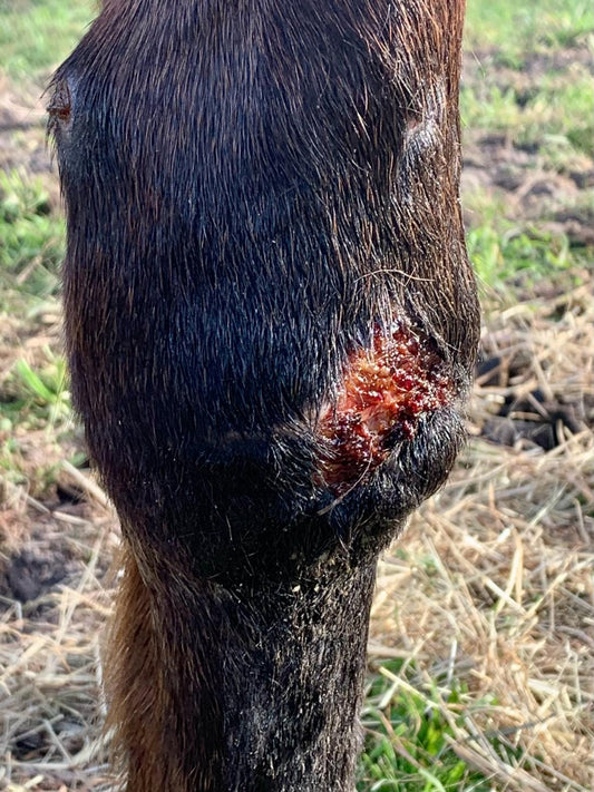 OZONE SOIN INTENSIF - meilleur antiseptique naturel pour plaies de cheval