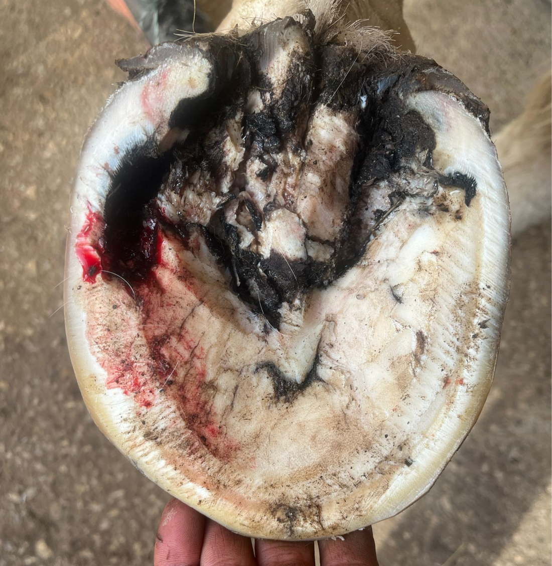 Traitement du crapaud et pourriture de fourchette du sabot du cheval avec l'ozone