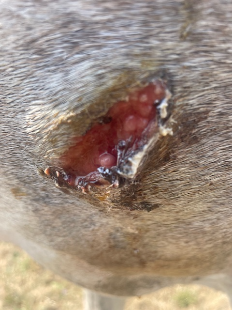 l'ozone comme antiseptique