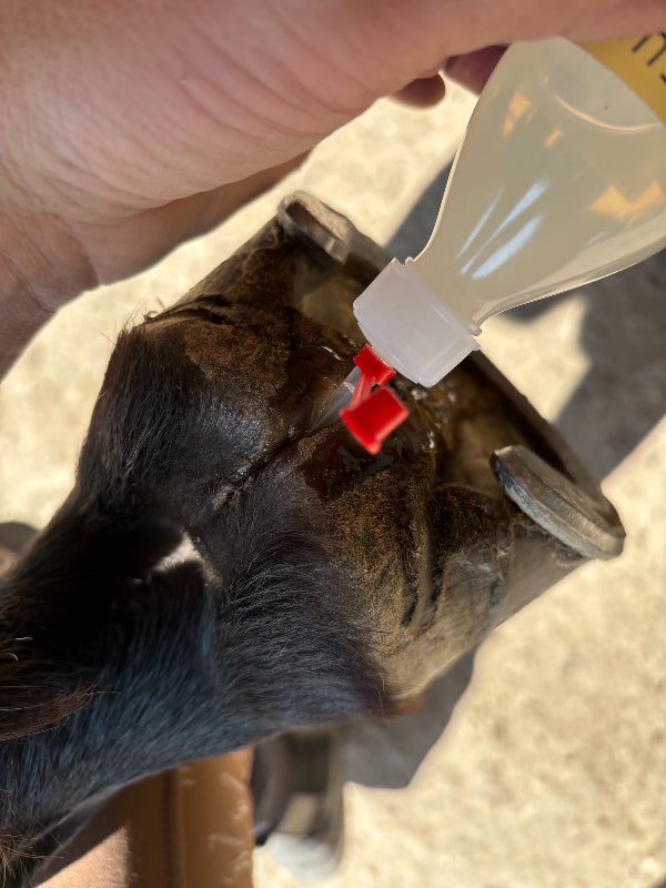 soin fourchette pourrie