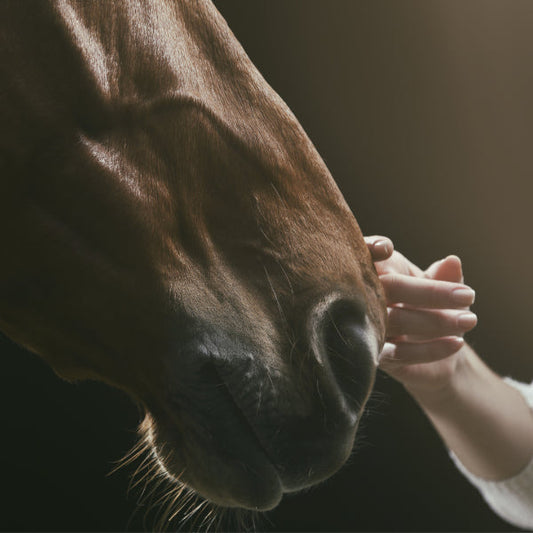 soins ozone cheval