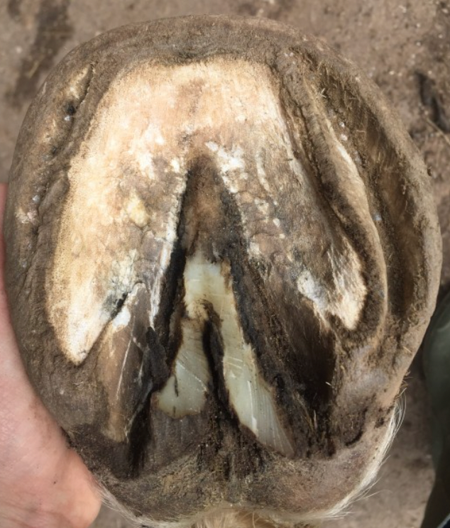 Fourmilière du sabot chez le cheval après fourbure - traitement et soins