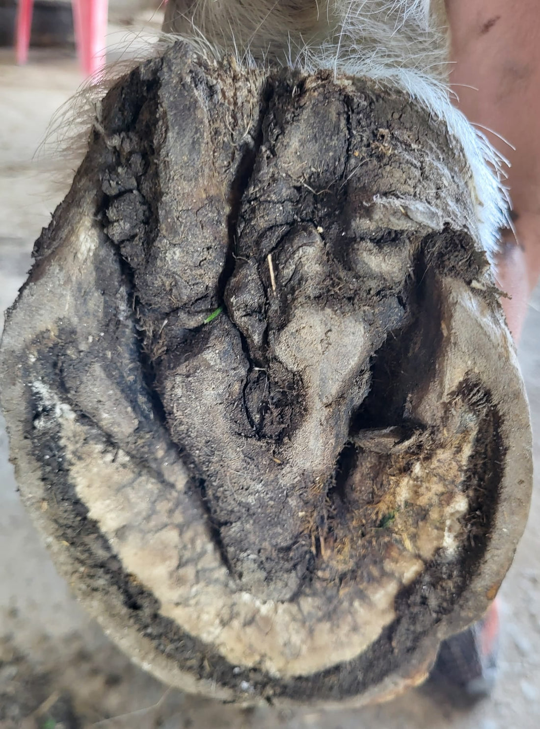 crapaud cheval