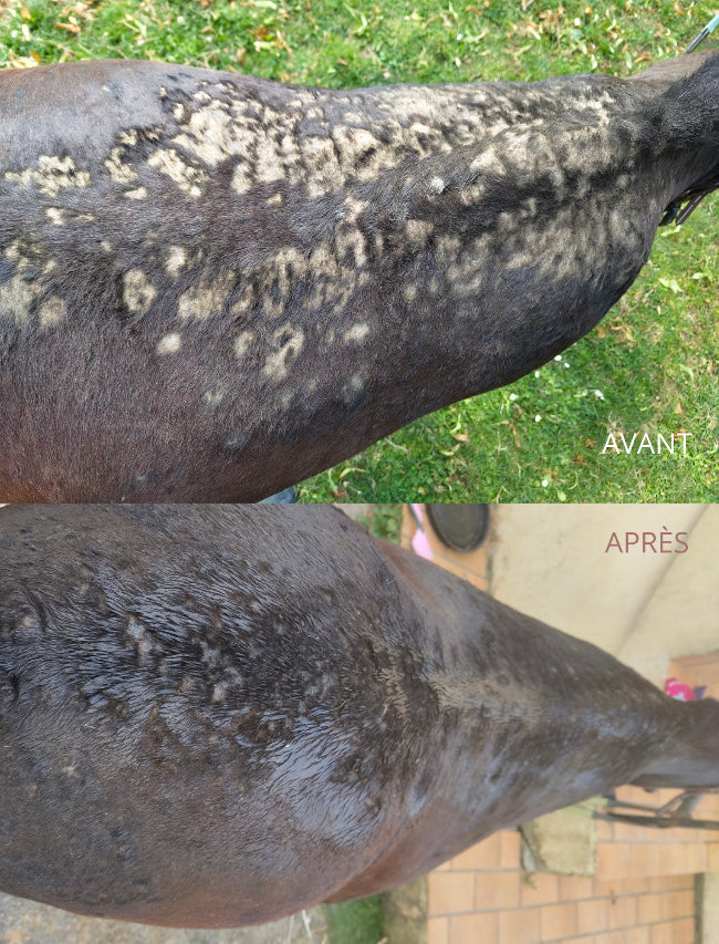 dermite estivale traitement naturel