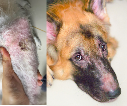 problème de peau chien