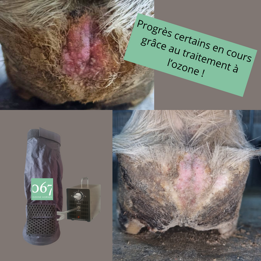 soin crevasses cheval