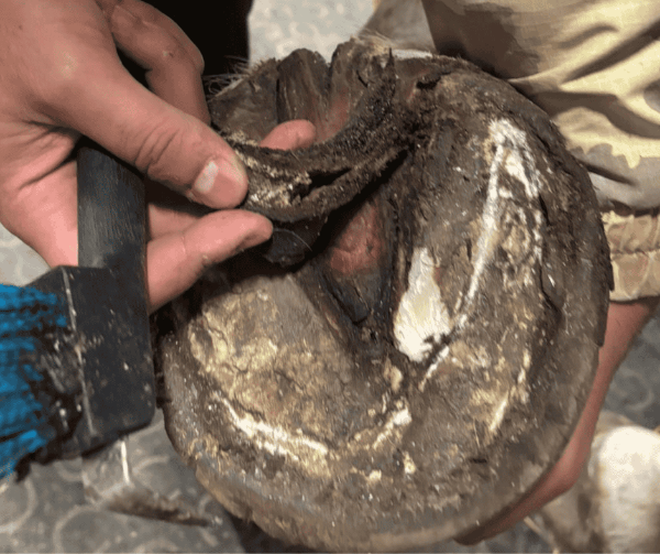 Fourchette de cheval qui pèle lors d'un traitement à l'ozone : mue naturelle ou signe pathologique ?
