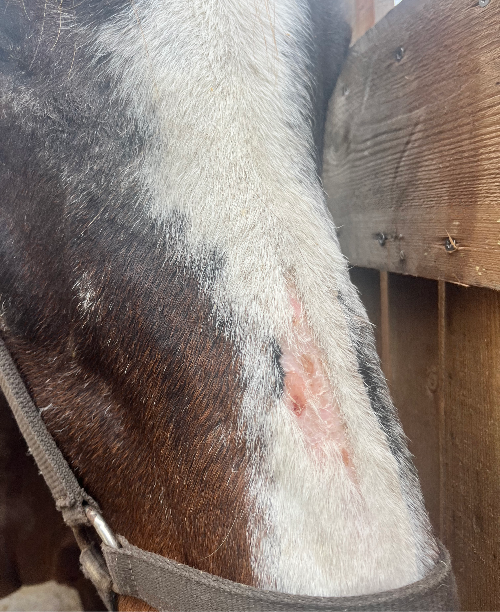 Cushing maladies de peau chez le cheval