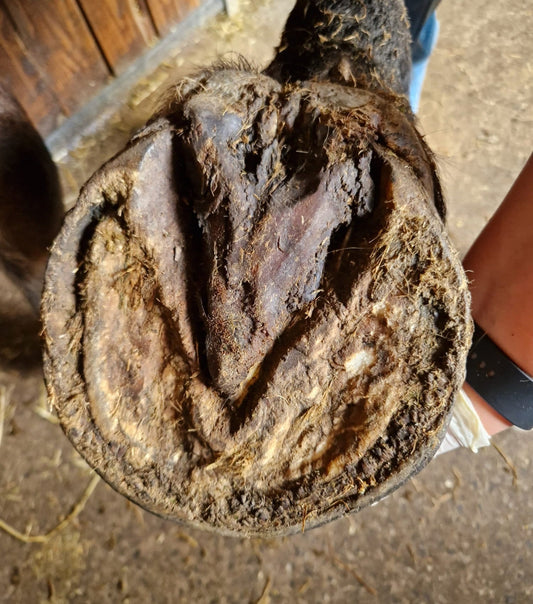 Crapaud du cheval - maladie infectieuse du sabot, pas un cancer