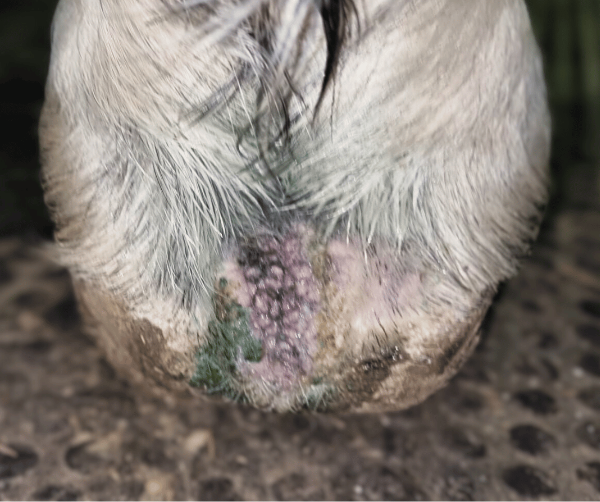 Crevasses aux glomes du cheval : crapaud avec atteinte sévère du pied